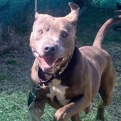 Enlarge Grunkle Stan, a Adoptable mixed breed in Caryville, TN image 2/6