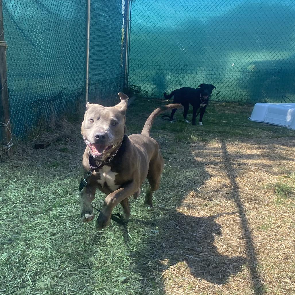 Enlarge Grunkle Stan, a Adoptable mixed breed in Caryville, TN image 3/6