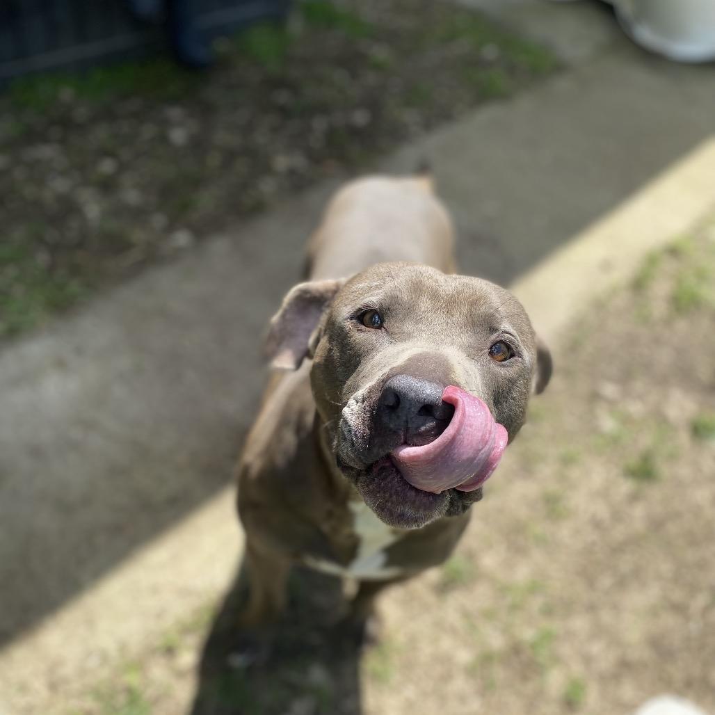 Grunkle Stan, a Adoptable mixed breed in Caryville, TN image 3/6