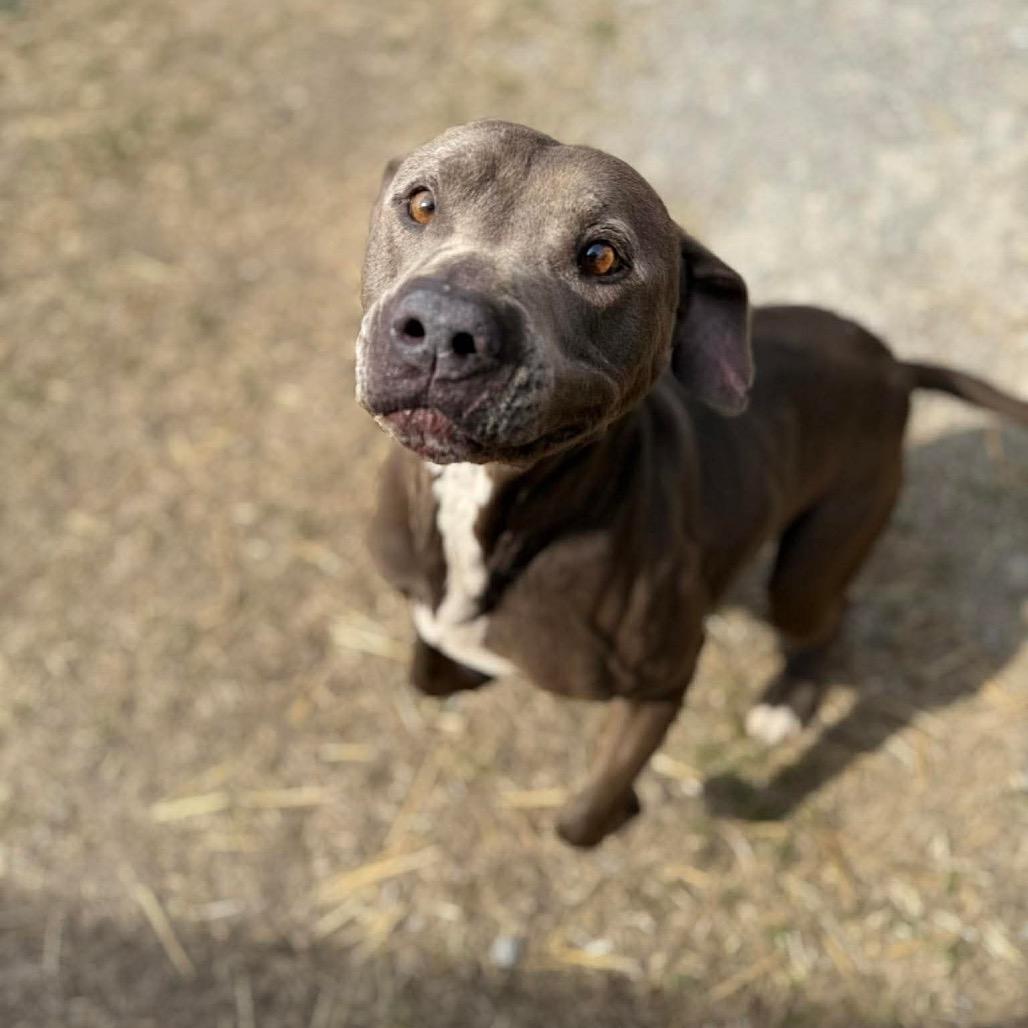 Enlarge Grunkle Stan, a Adoptable mixed breed in Caryville, TN image 2/2