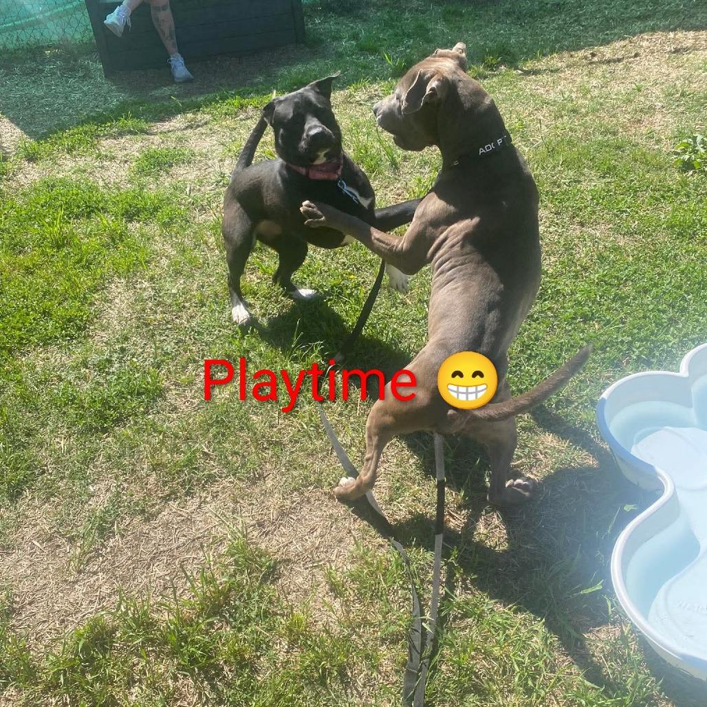 Enlarge Grunkle Stan, a Adoptable mixed breed in Caryville, TN image 5/6