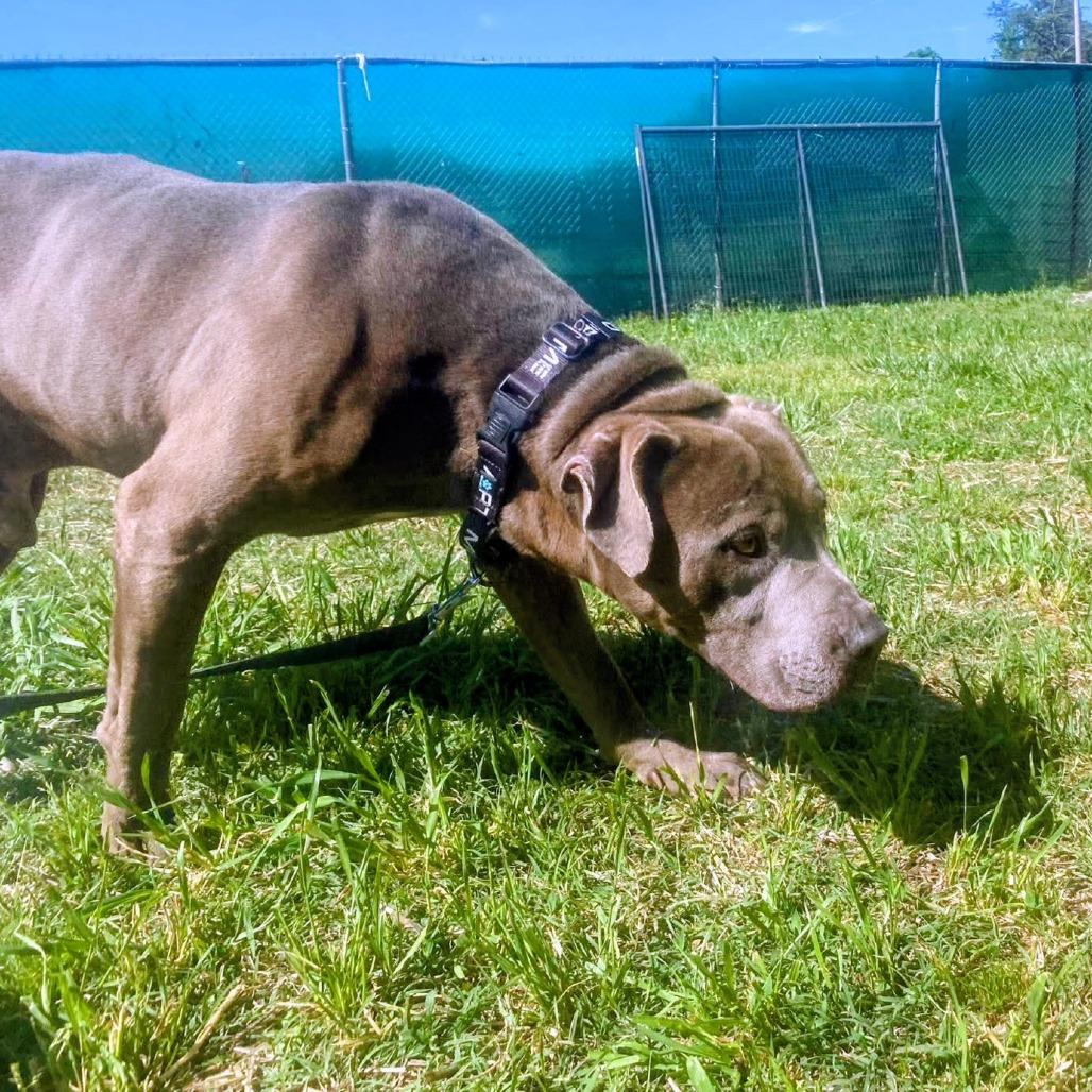 Enlarge Grunkle Stan, a Adoptable mixed breed in Caryville, TN image 6/6