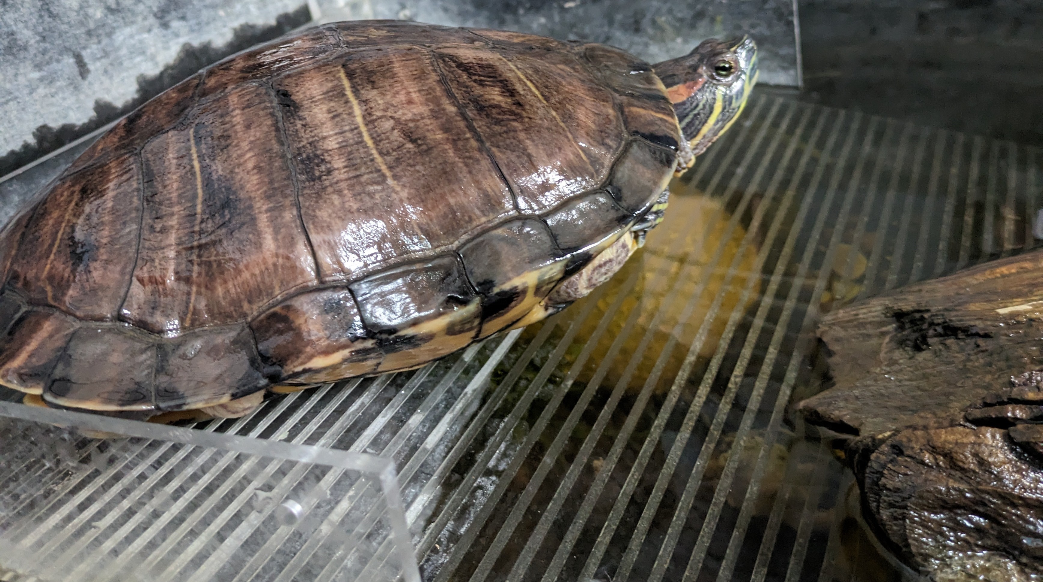 Hairy, a Adoptable Turtle in Quilcene, WA image 1/3