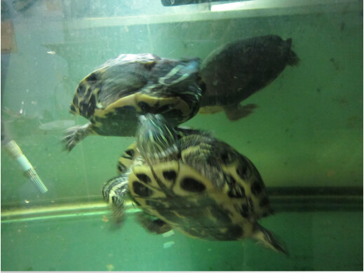 Hairy, a Adoptable Turtle in Quilcene, WA image 2/3