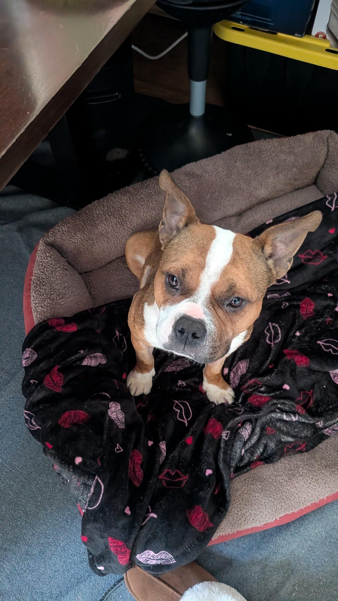 Lyric (en famille d,acceuil / in foster), Adoptable, Young Female Bulldog.