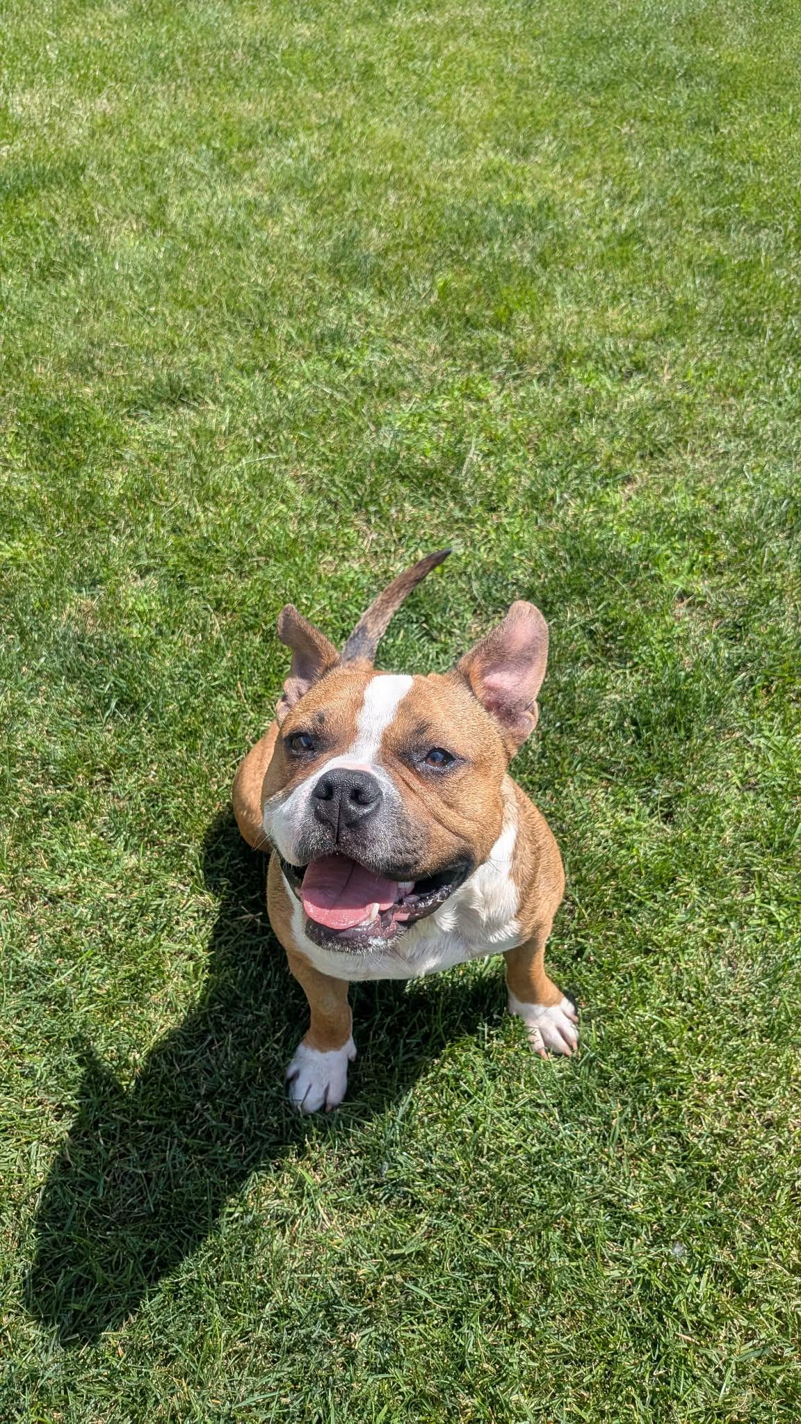 Enlarge Lyric (en famille d,acceuil / in foster), a Adoptable mixed breed in Vaudreuil-Dorion, QC image 2/6