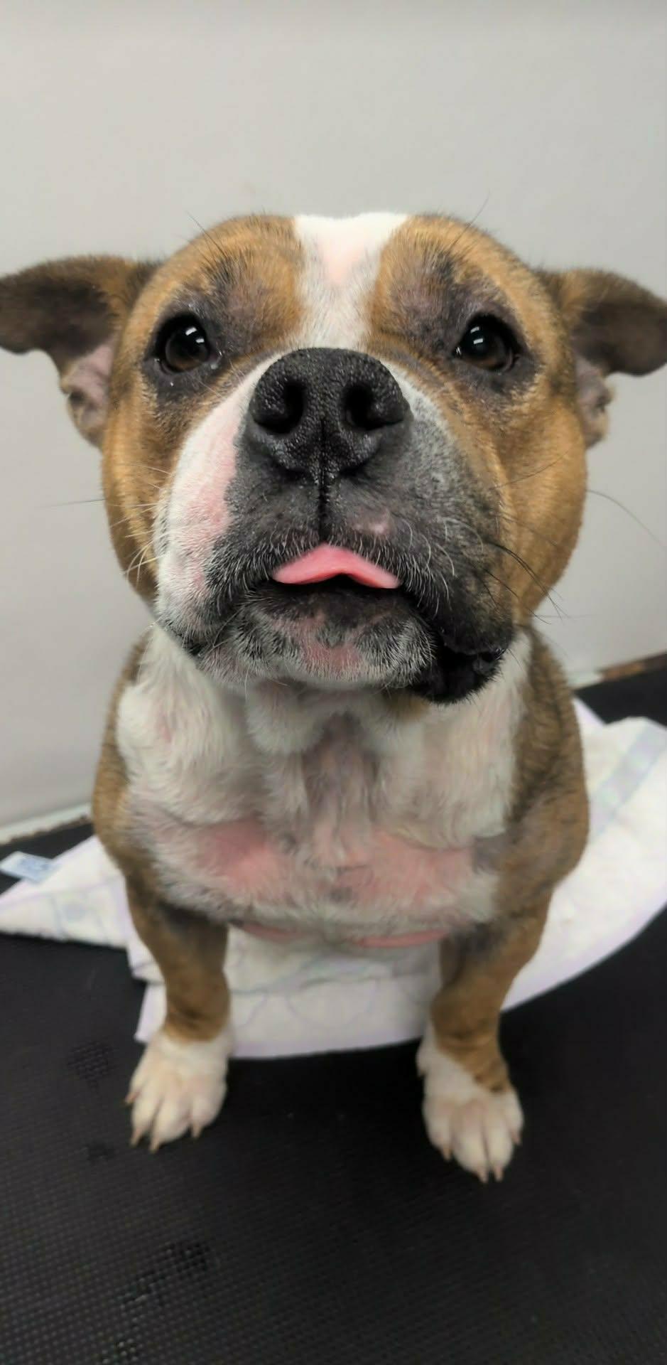Enlarge Lyric (en famille d,acceuil / in foster), a Adoptable mixed breed in Vaudreuil-Dorion, QC image 4/6
