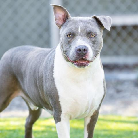 BUSTER, Adoptable, Adult Male Pit Bull Terrier.