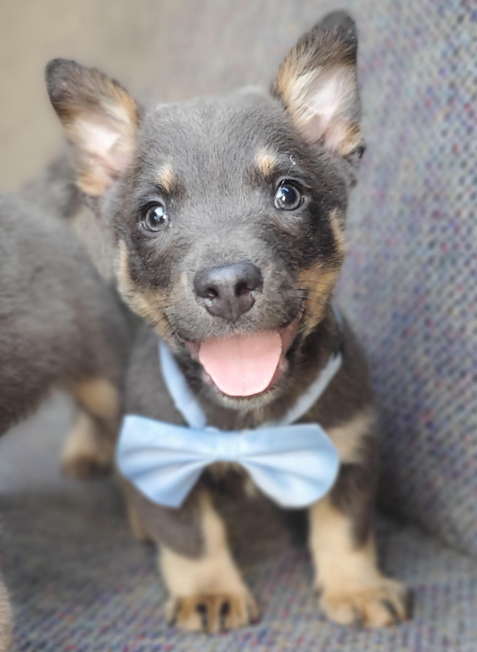 Tucker, adopted, Puppy Male Australian Kelpie & Mixed Breed.