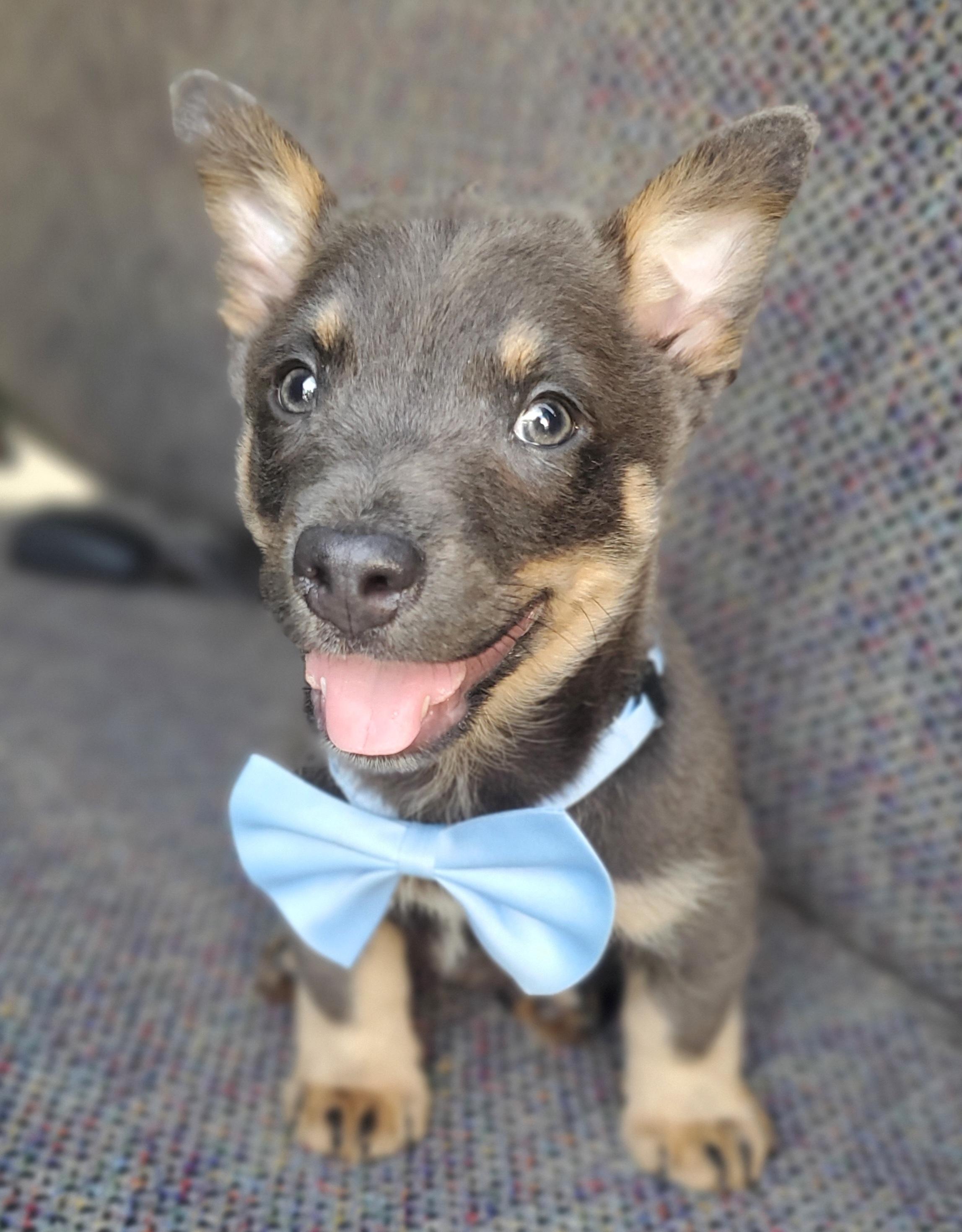 Tucker, an adopted mixed breed in Gilbert, SC image 5/6