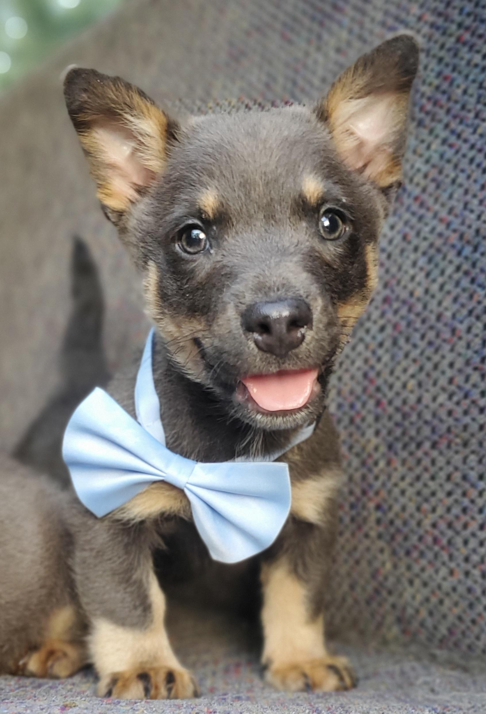 Tucker, an adopted mixed breed in Gilbert, SC image 3/6