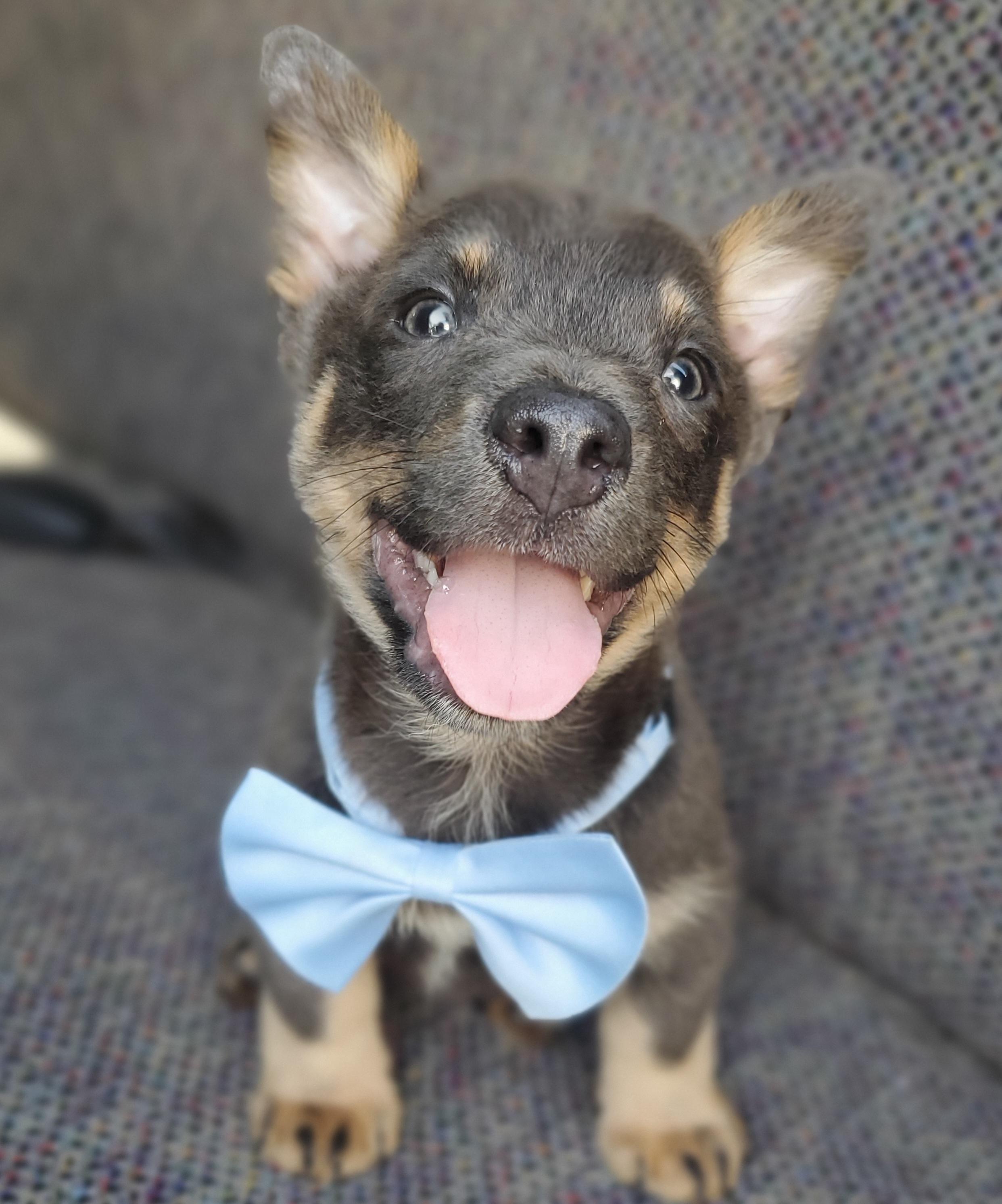 Tucker, an adopted mixed breed in Gilbert, SC image 4/6