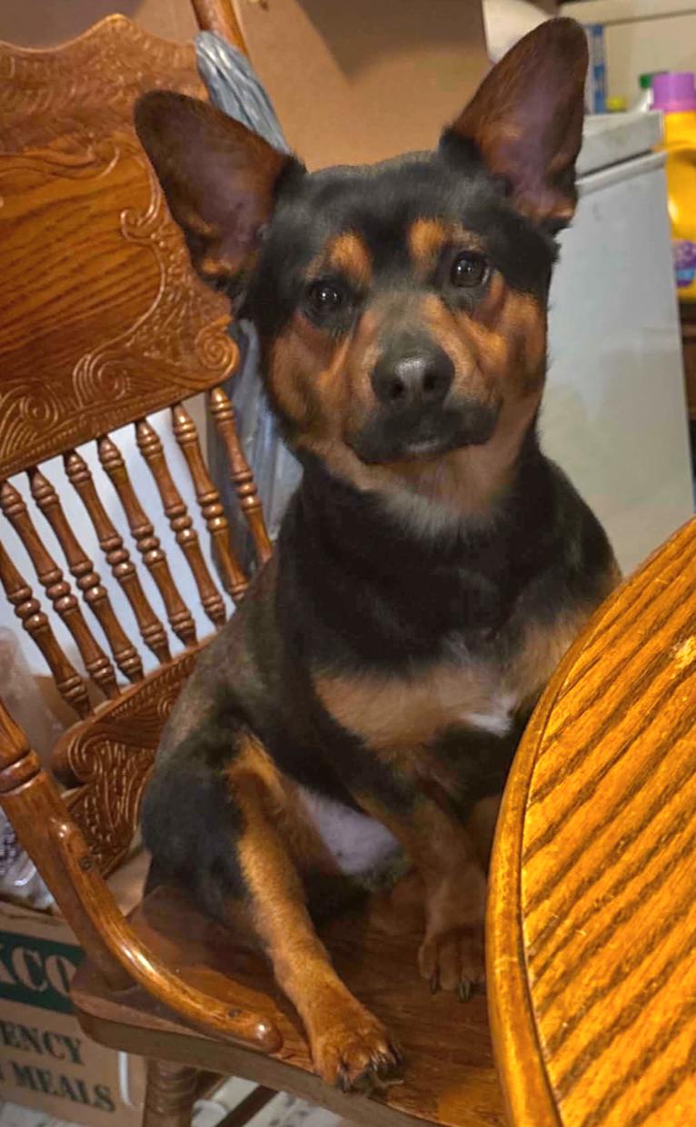 Tucker, an adopted mixed breed in Gilbert, SC image 6/6