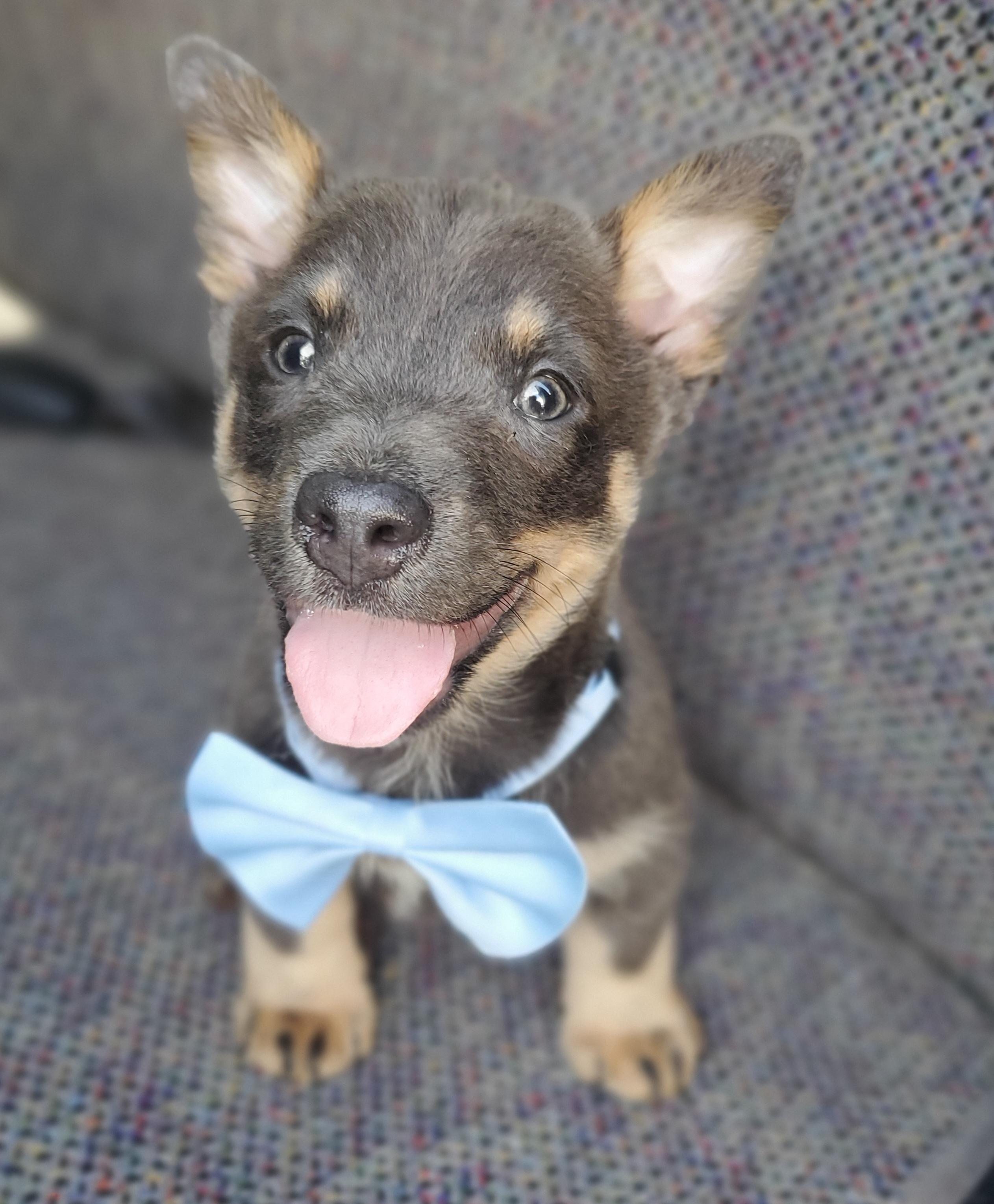 Tucker, an adopted mixed breed in Gilbert, SC image 2/6