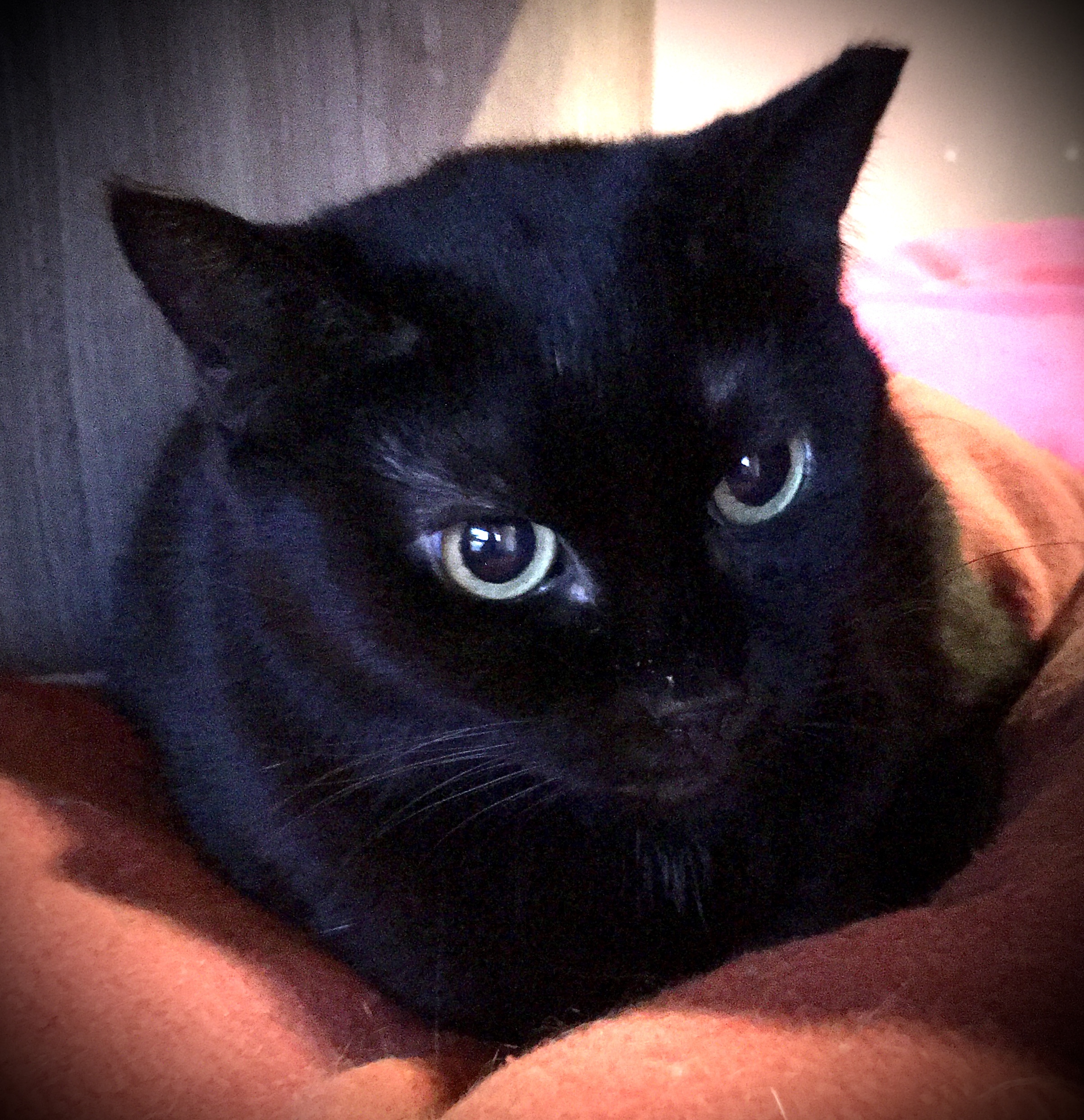 Blue Lotus, a Adoptable mixed breed in Lyons, IL image 2/5