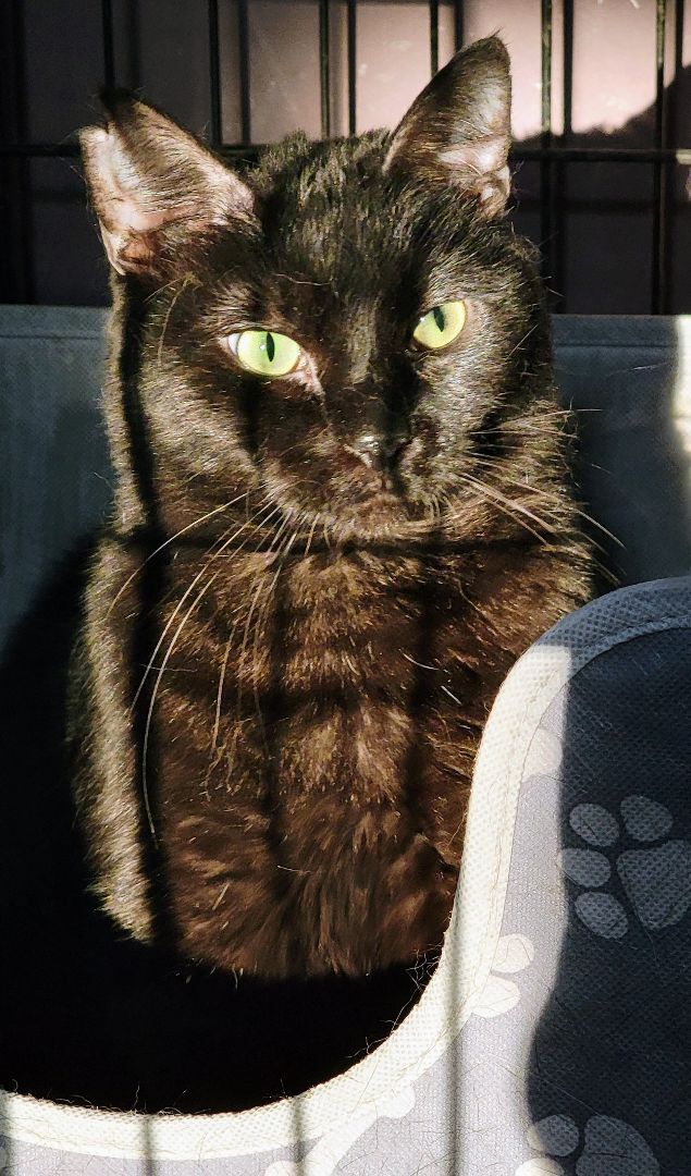 Blue Lotus, a Adoptable mixed breed in Lyons, IL image 3/5