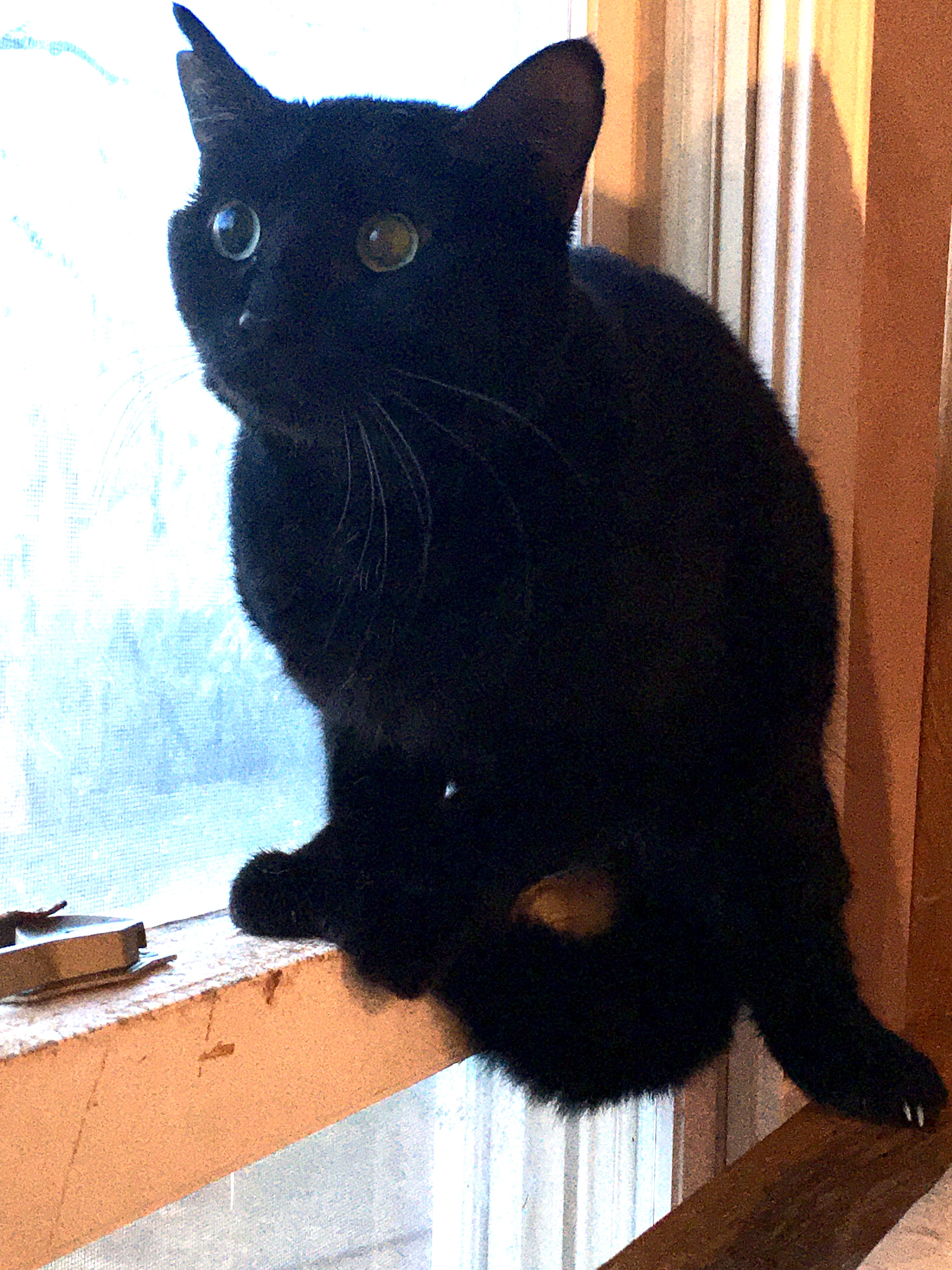 Blue Lotus, a Adoptable mixed breed in Lyons, IL image 4/5