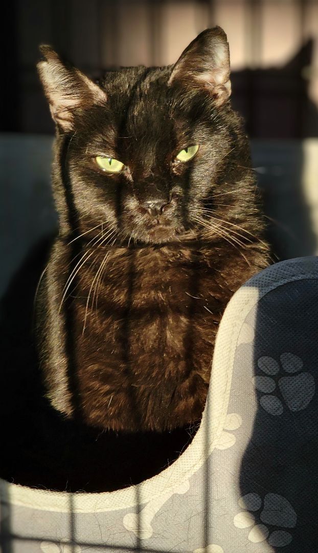 Blue Lotus, a Adoptable mixed breed in Lyons, IL image 1/5