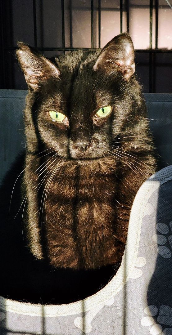 Blue Lotus, a Adoptable mixed breed in Lyons, IL image 5/5