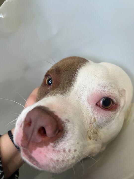 Enlarge Hot Toddy, a ADOPTABLE mixed breed in Jackson, MI image 5/5