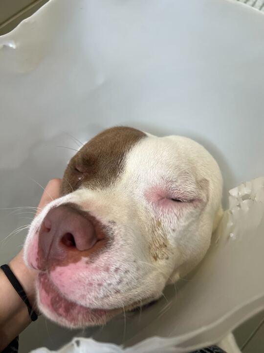 Enlarge Hot Toddy, a ADOPTABLE mixed breed in Jackson, MI image 3/5