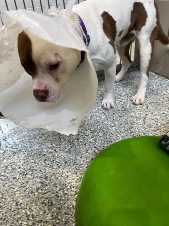 Enlarge Hot Toddy, a ADOPTABLE mixed breed in Jackson, MI image 4/5