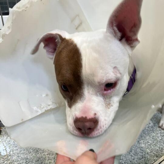 Hot Toddy, ADOPTABLE, Adult Male American Bully.