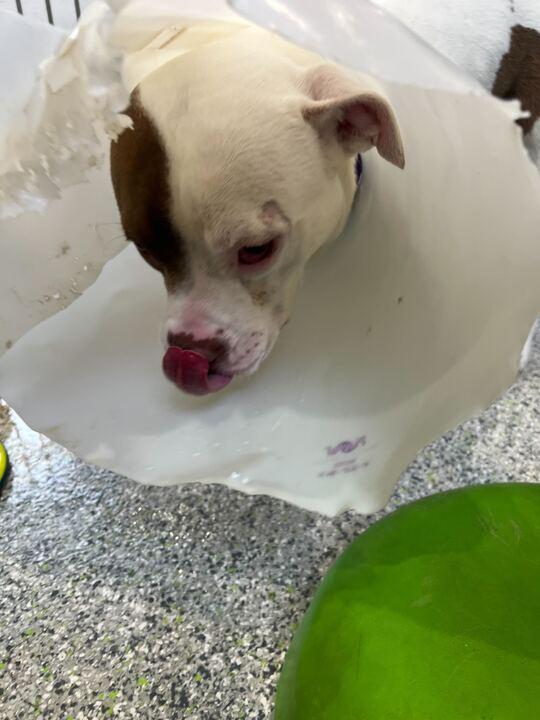 Enlarge Hot Toddy, a ADOPTABLE mixed breed in Jackson, MI image 2/5