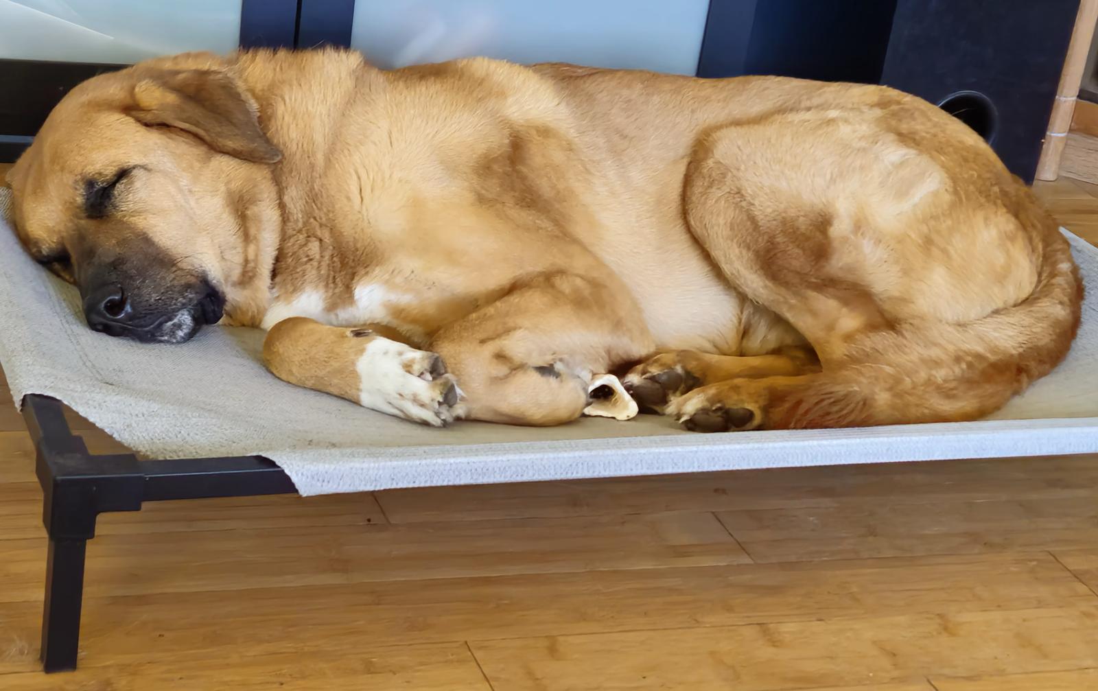 Enlarge Sampson, a Adopted Anatolian Shepherd in Rocky Point, NC image 1/3