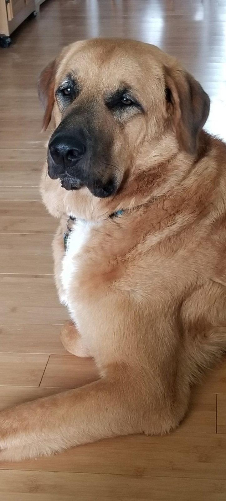 Enlarge Sampson, a Adopted Anatolian Shepherd in Rocky Point, NC image 2/3