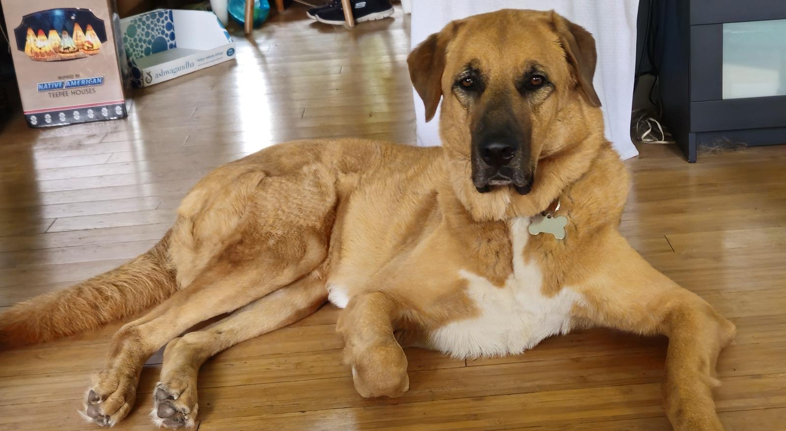 Enlarge Sampson, a Adopted Anatolian Shepherd in Rocky Point, NC image 3/3