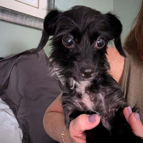 Enlarge Rae Rae, an adopted mixed breed in Hopkinton, MA image 4/6