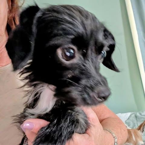 Enlarge Rae Rae, an adopted mixed breed in Hopkinton, MA image 5/6