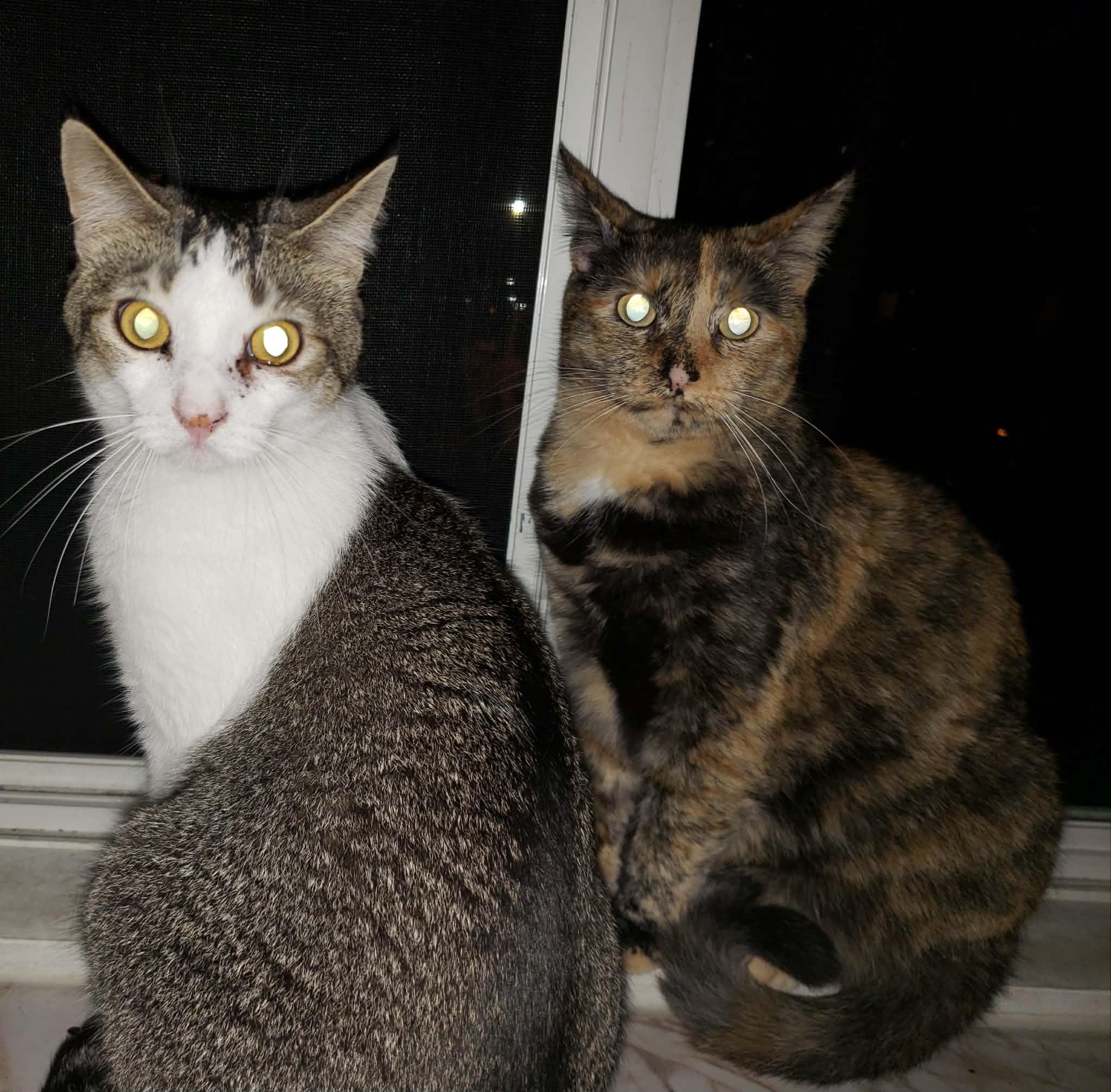 Gizmo & Paris (bonded pair) , ADOPTABLE, Adult Male Domestic Short Hair.
