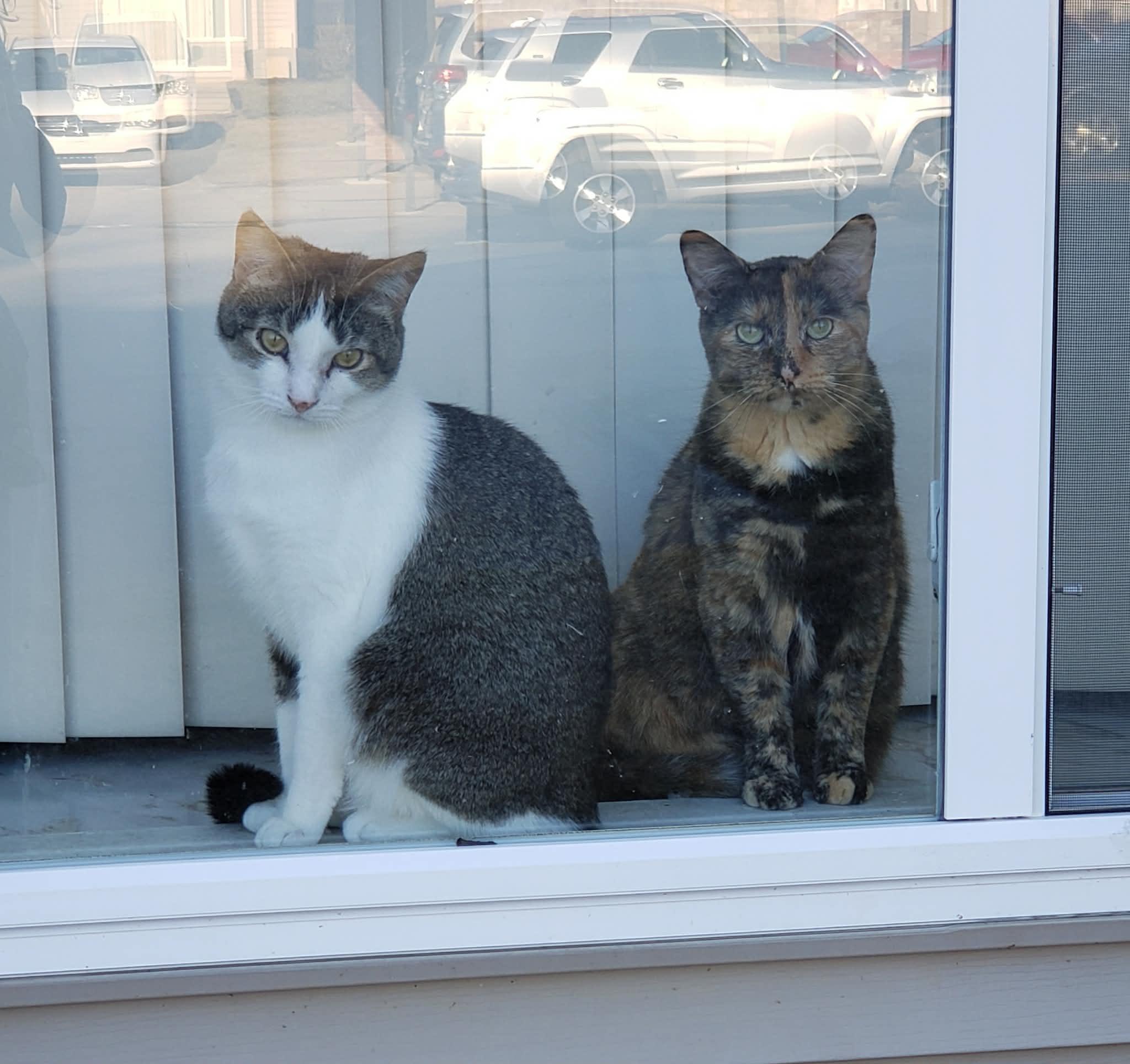 Enlarge Gizmo & Paris (bonded pair) , a ADOPTABLE Domestic Short Hair in Ann Arbor, MI image 2/5