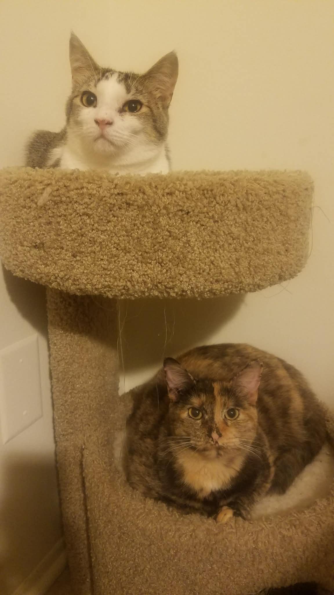 Enlarge Gizmo & Paris (bonded pair) , a ADOPTABLE Domestic Short Hair in Ann Arbor, MI image 3/5