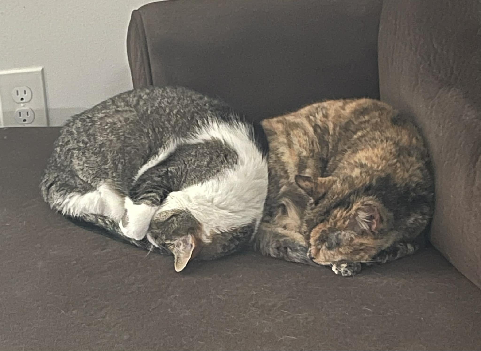 Enlarge Gizmo & Paris (bonded pair) , a ADOPTABLE Domestic Short Hair in Ann Arbor, MI image 5/5