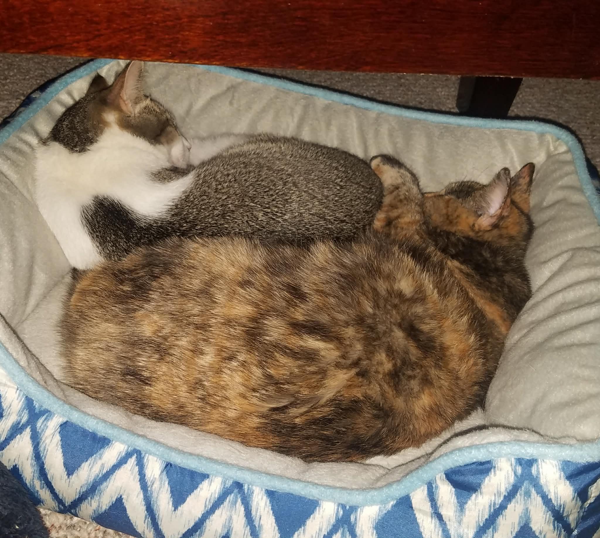 Enlarge Gizmo & Paris (bonded pair) , a ADOPTABLE Domestic Short Hair in Ann Arbor, MI image 4/5