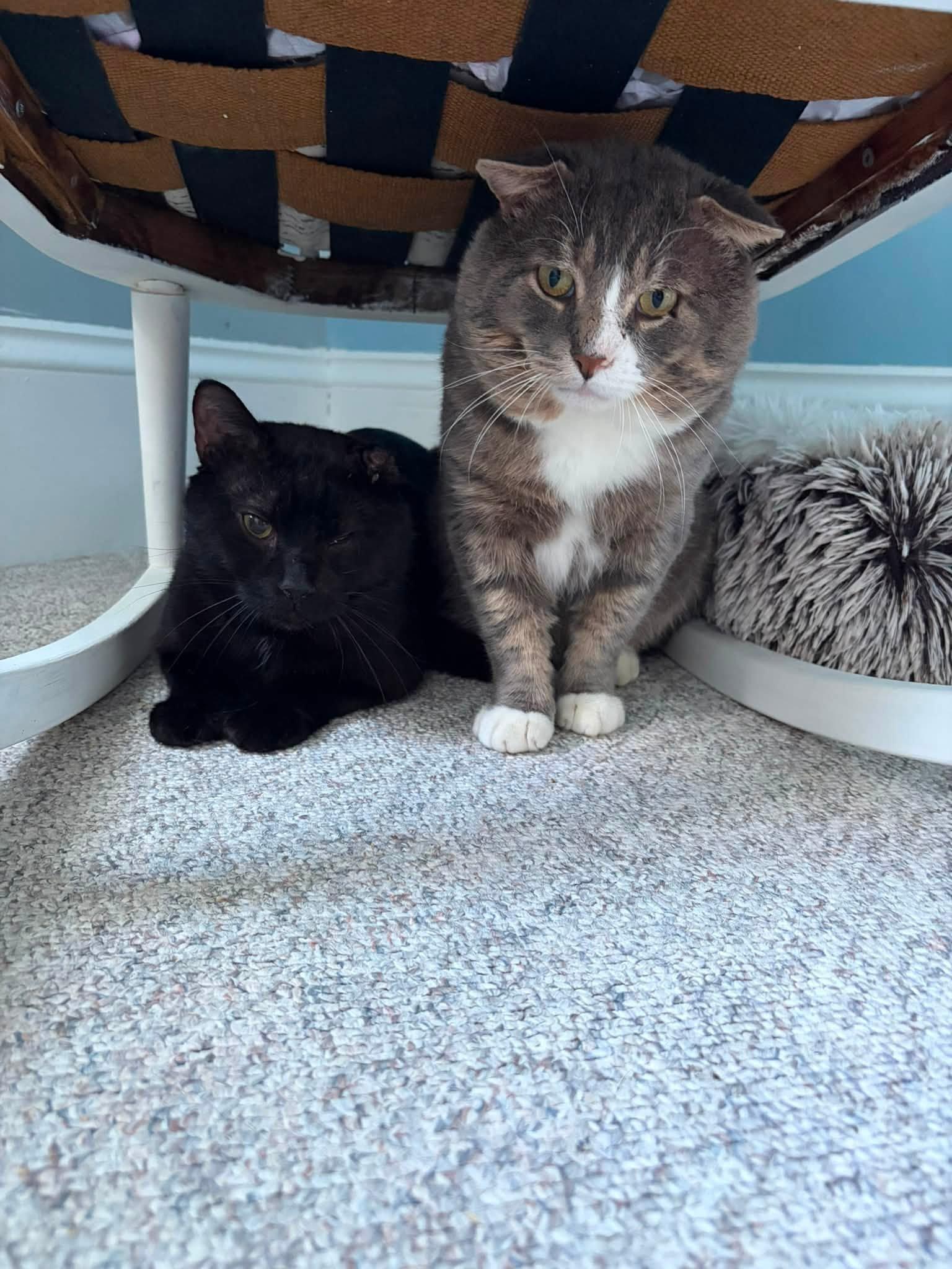 Enlarge Cheekster, an adopted Domestic Short Hair in Spencerville, ON image 2/6
