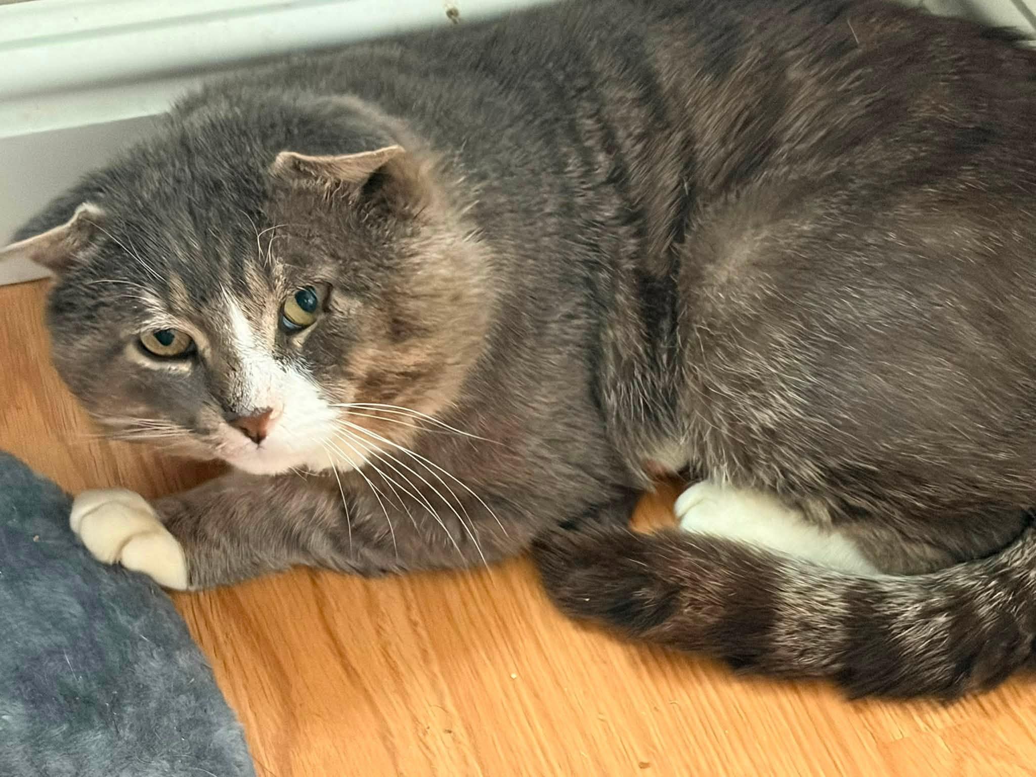 Enlarge Cheekster, an adopted Domestic Short Hair in Spencerville, ON image 5/6