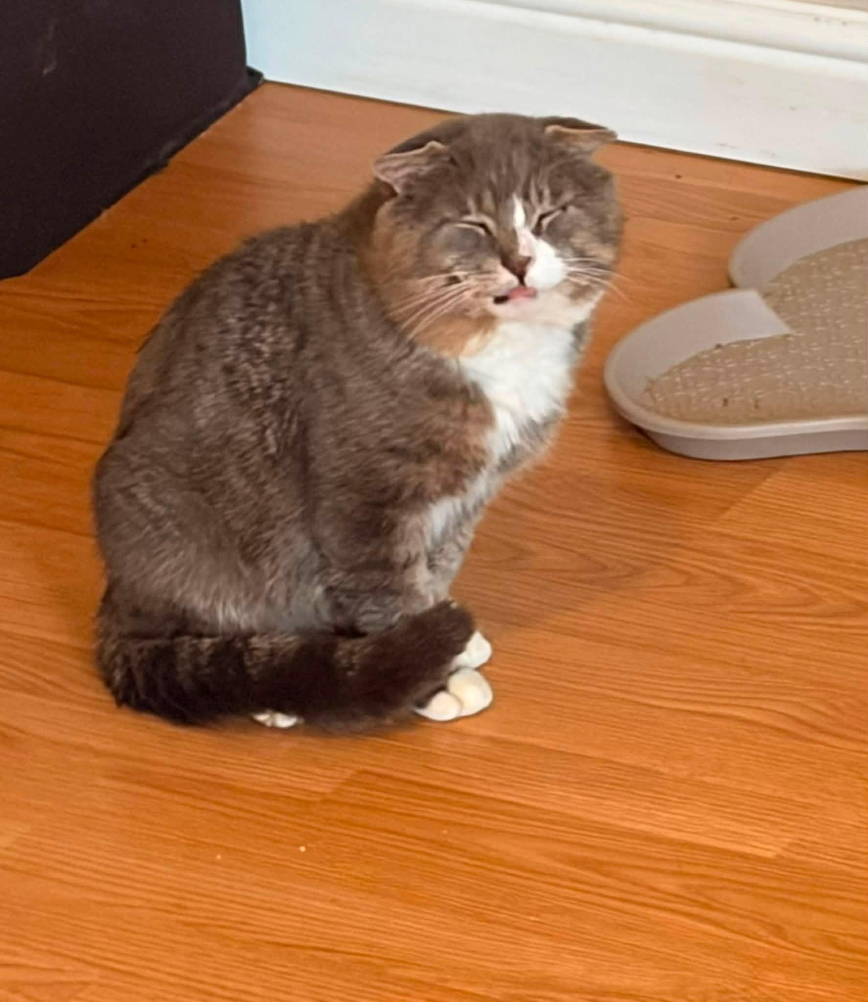 Enlarge Cheekster, an adopted Domestic Short Hair in Spencerville, ON image 3/6