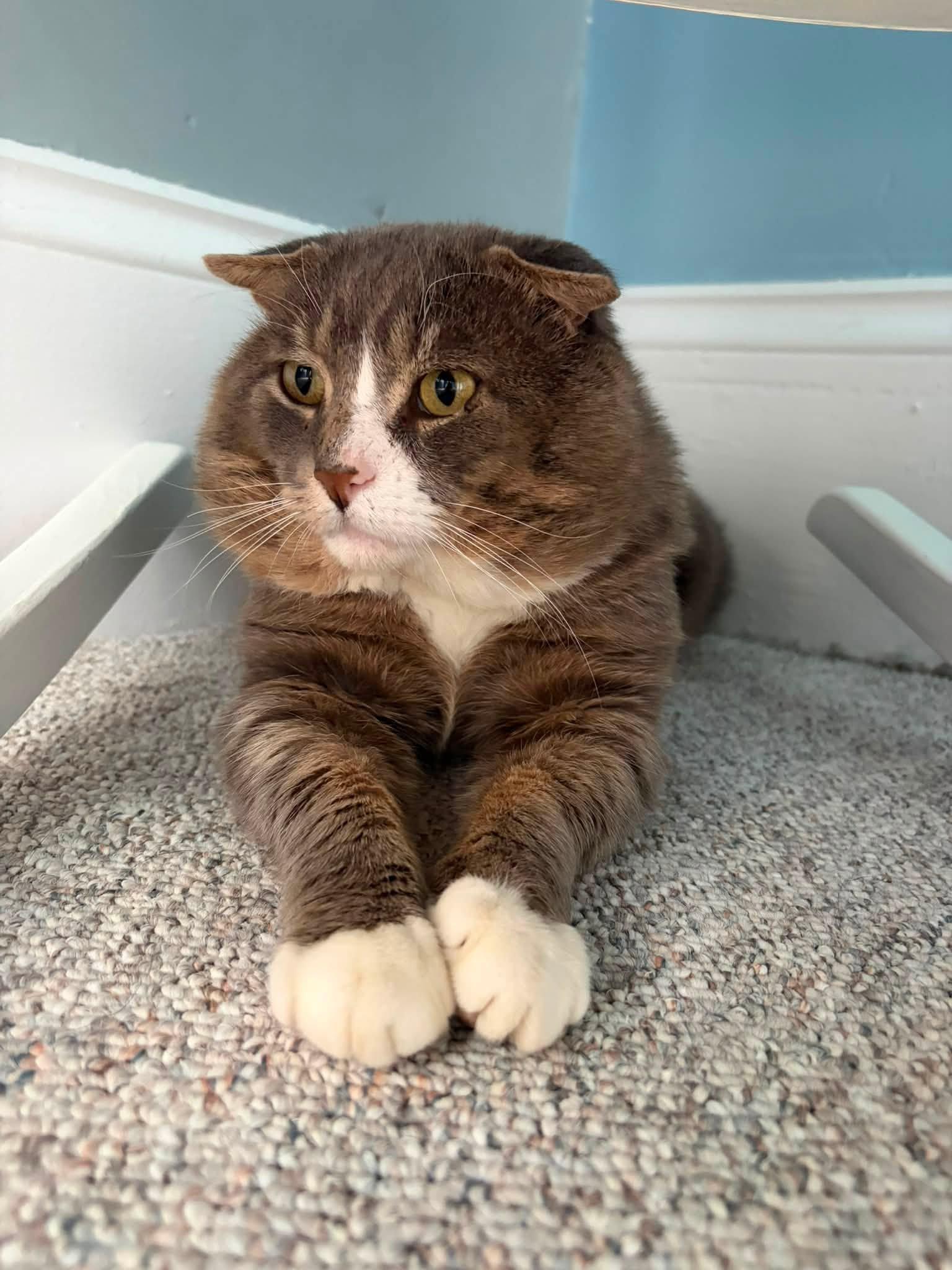 Cheekster, adopted, Adult Male Domestic Short Hair.