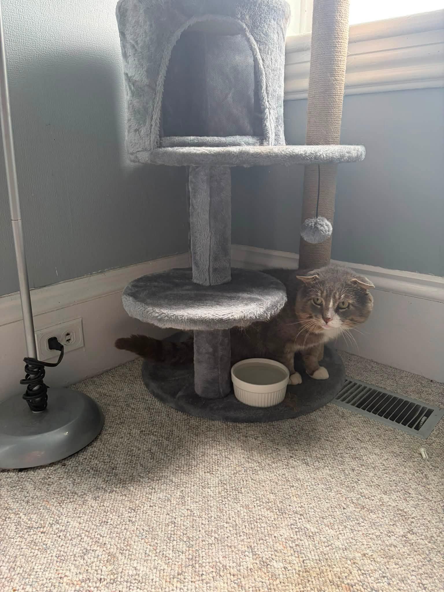 Enlarge Cheekster, an adopted Domestic Short Hair in Spencerville, ON image 6/6