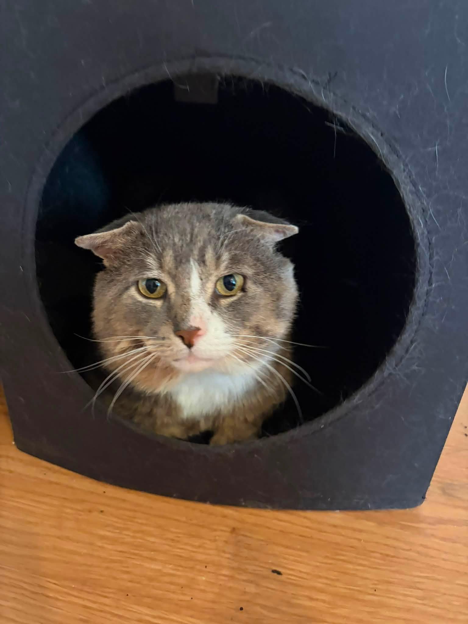 Enlarge Cheekster, an adopted Domestic Short Hair in Spencerville, ON image 4/6