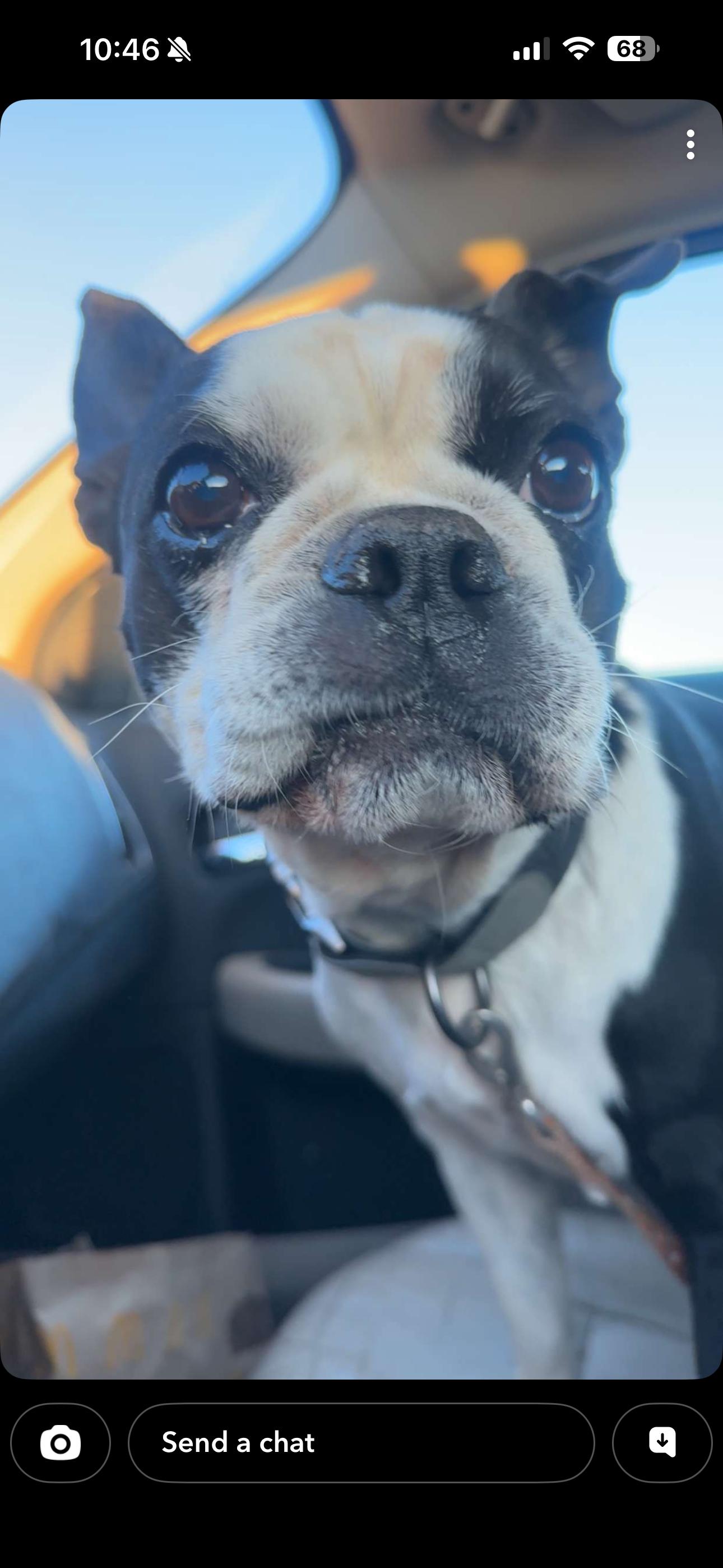 Savanna, an adopted Boston Terrier in RUSSIAVILLE, IN image 2/3