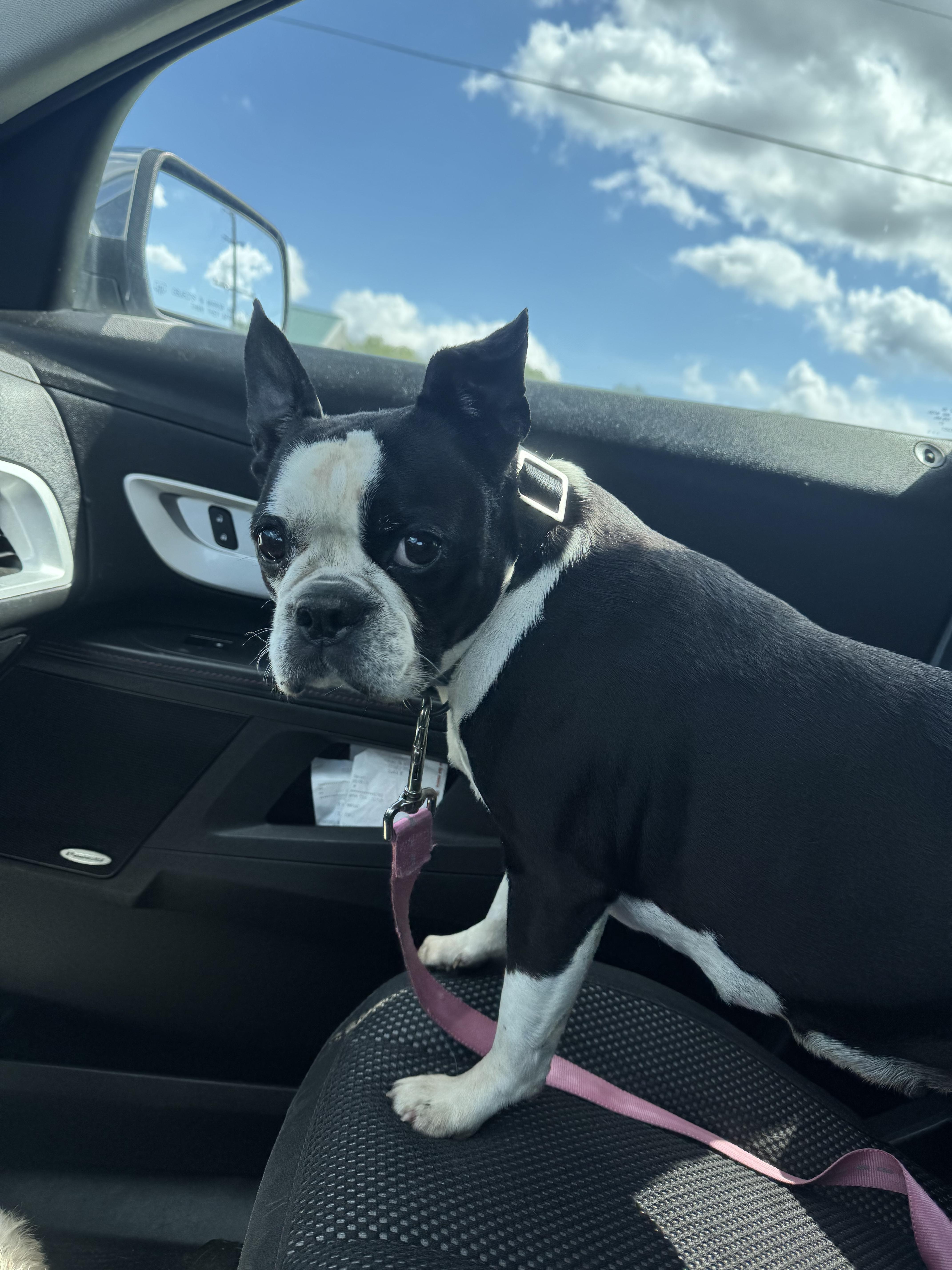 Savanna, an adopted Boston Terrier in RUSSIAVILLE, IN image 1/3