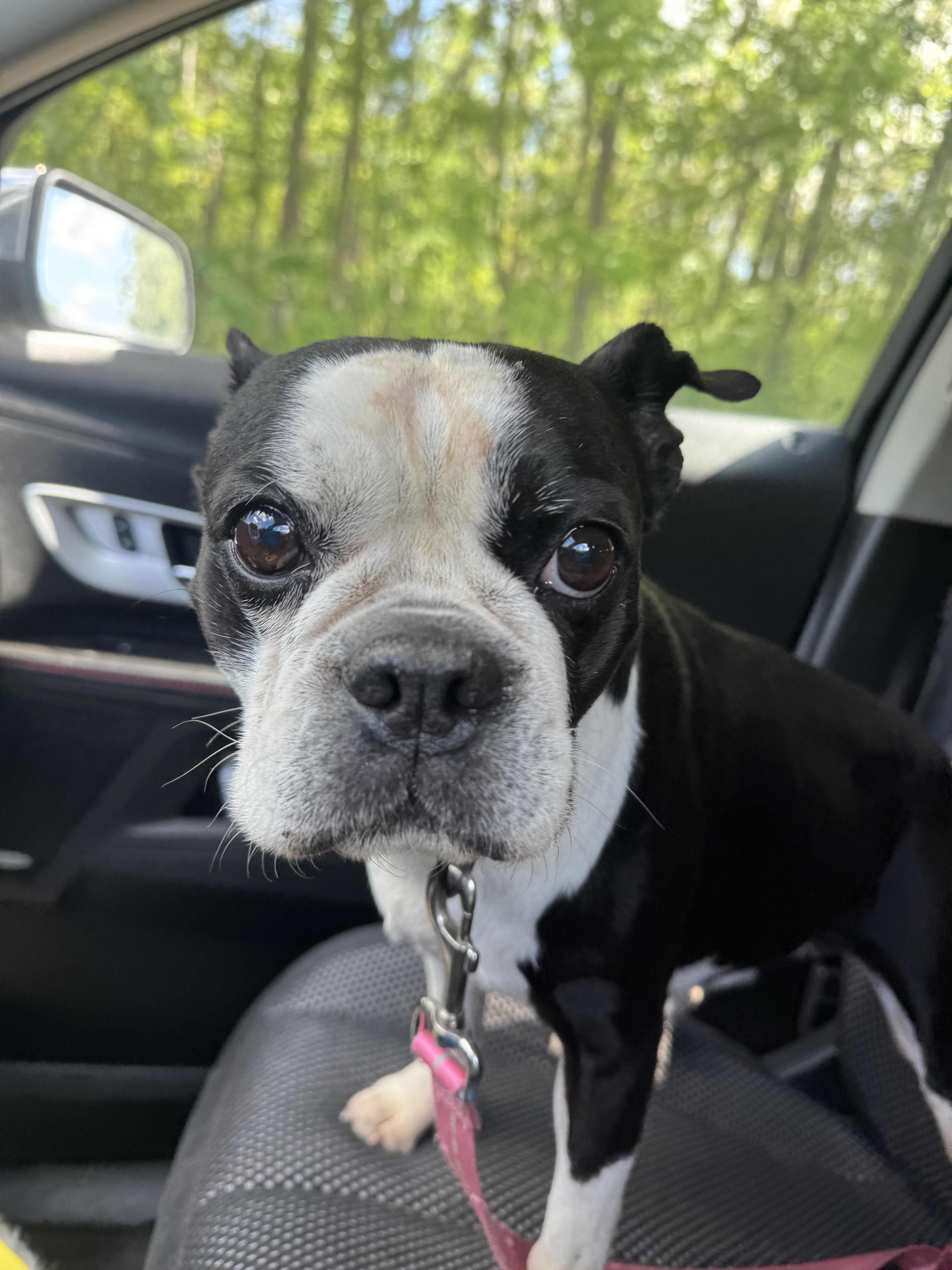 Savanna, an adopted Boston Terrier in RUSSIAVILLE, IN image 3/3