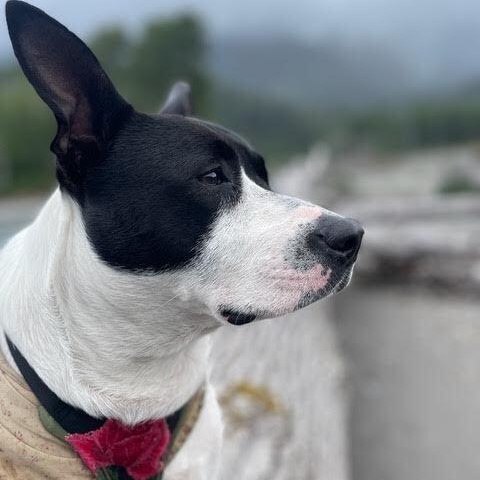 Ms. Bunny Siema, Young Female Border Collie