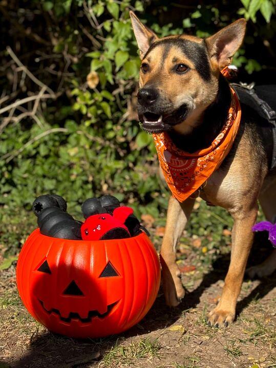 Jacks, a Adoptable mixed breed in Indianapolis, IN image 2/6