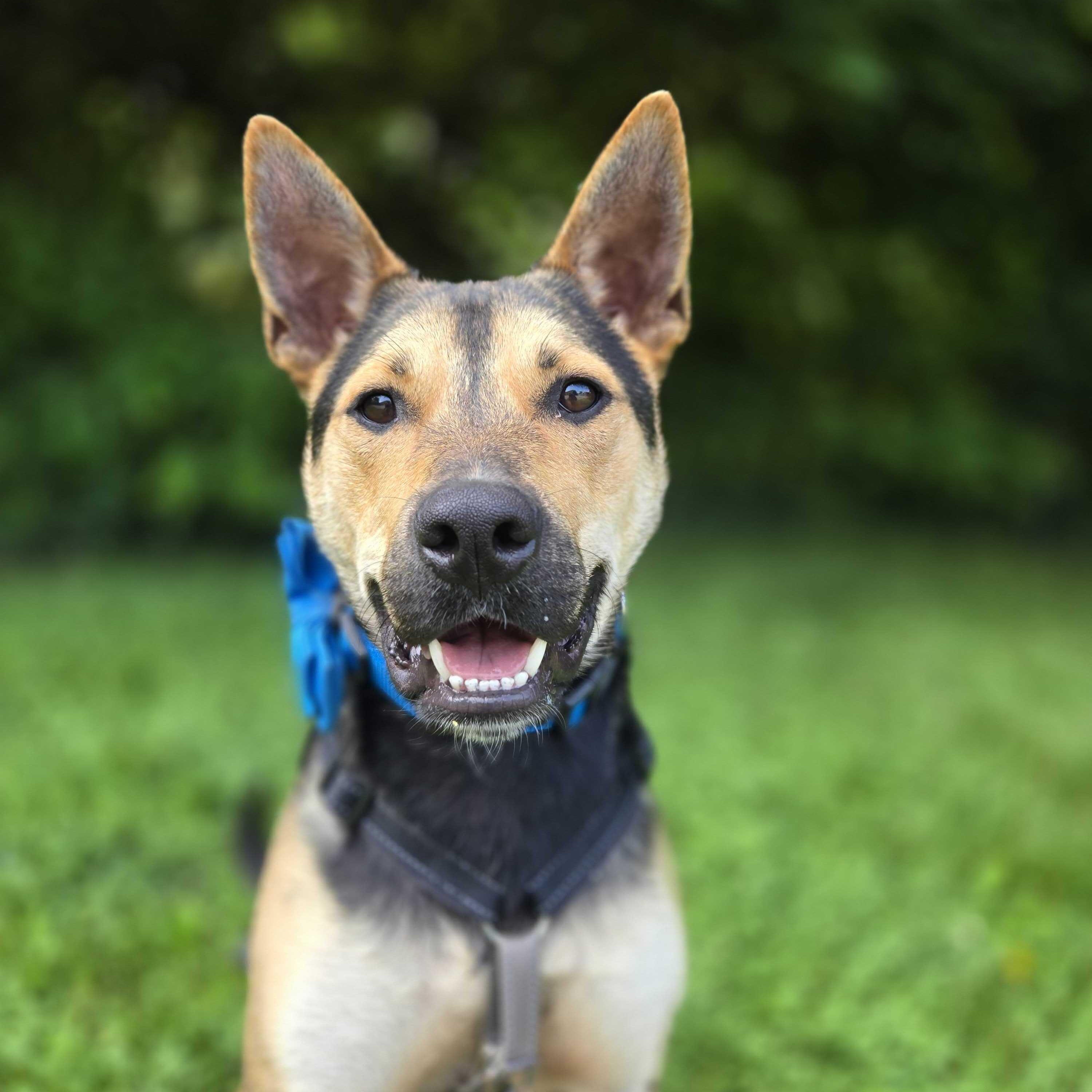 Jacks, a Adoptable mixed breed in Indianapolis, IN image 1/6